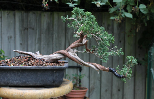 juniper bonsai